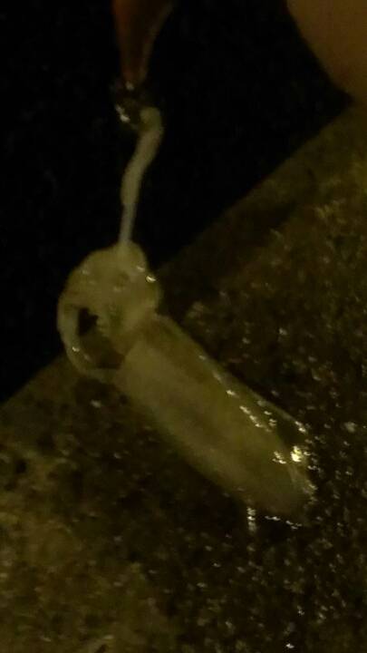 雑賀崎　アオリ狙いのエギングもコロッケサイ…