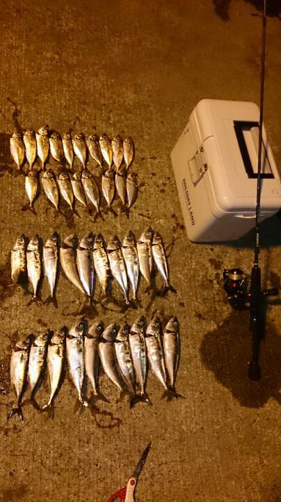 台風後の神戸空港でアジング　元気なサバが釣…