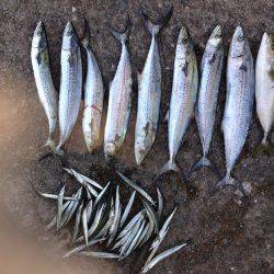 西宮浜　 飲ませ釣り・ジギング・太刀魚引き…
