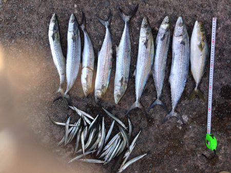 西宮浜　 飲ませ釣り・ジギング・太刀魚引き…