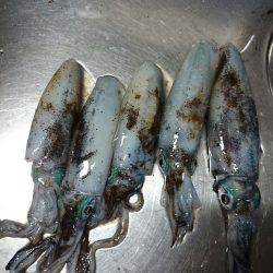 養老　夕まずめ狙いのエギング釣行でアオリイ…