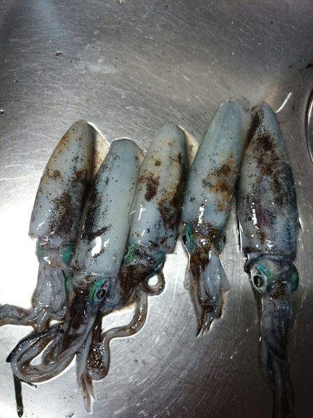 養老　夕まずめ狙いのエギング釣行でアオリイ…