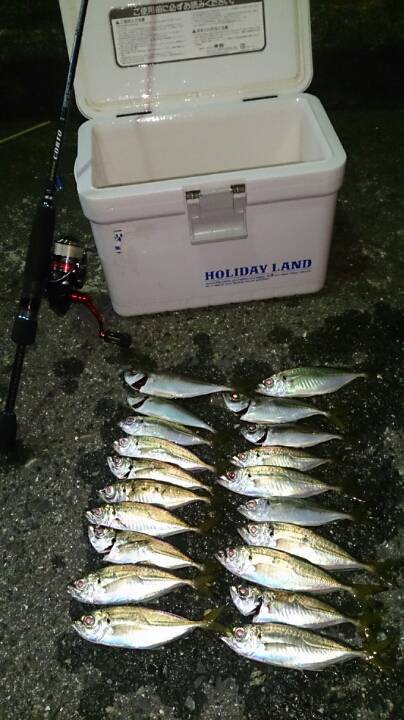 舞洲周辺にてアジング　短時間でしたが釣果出…