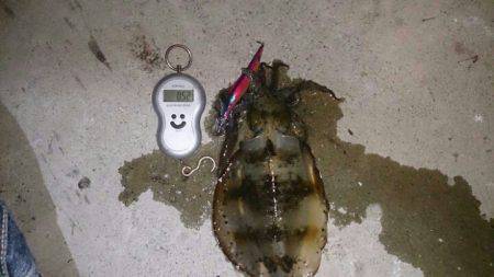 須磨　エギングでアオリイカ　渋いながらジア…