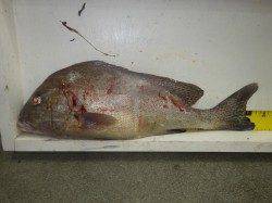 堺漁港　フカセでコロダイ2尾