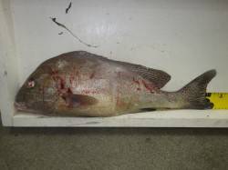 堺漁港　フカセでコロダイ2尾