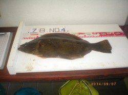 姫路市立遊漁センター　投げ釣りでヒラメ53cm　他キスやサヨリも