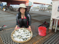 尼崎市立魚つり公園　サヨリ好調　32cm頭に80匹！