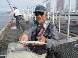 尼崎市立魚つり公園　サヨリ好調　32cm頭に80匹！