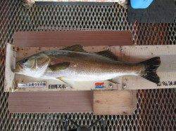 今日は風が弱くサヨリ釣りに好条件　尼崎市立魚つり公園