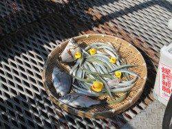 尼崎市魚つり公園　午前イワシ・午後サッパ中心　サヨリやチヌも