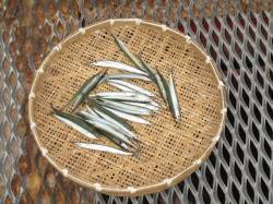 連玉ウキでサヨリ30匹　尼崎市立魚つり公園…