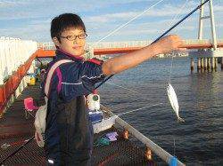 尼崎市魚つり公園 サッパ・サヨリ・サバ中心の釣果