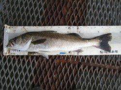 尼崎市立魚つり公園　ノマセ釣りでスズキ71cm！