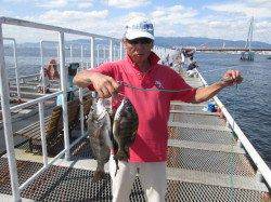 尼崎市立魚つり公園　アジの時合短いのでサヨリ狙いがお勧め！