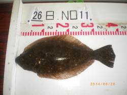 姫路市立遊漁センター　アジをエサにヒラメの…