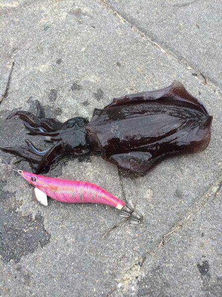 新浜漁港エギングでアオリイカ　ベランダは足…