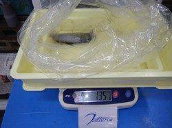 堺　エギングにてアオリイカ135ｇ