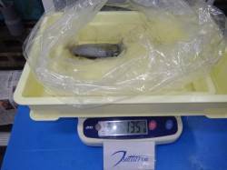 堺　エギングにてアオリイカ135ｇ