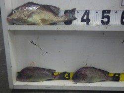 天神崎　フカセでコロダイの釣果