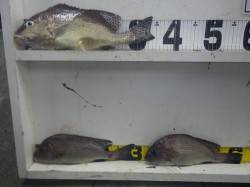 天神崎　フカセでコロダイの釣果