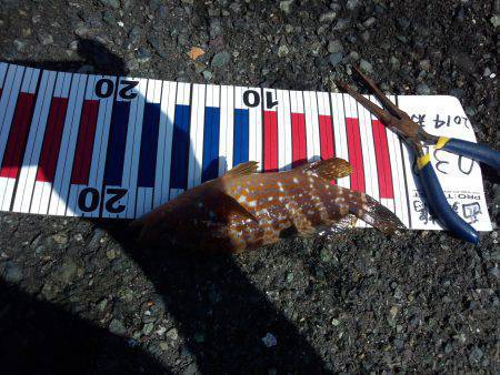 千歳 　ジグでアコウを2匹キャッチ