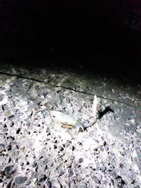 竹野の防波堤でのエギング　短時間でしたがア…