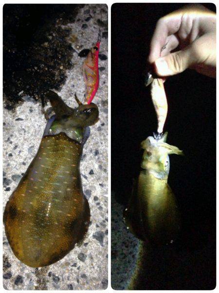 アジュール舞子でエギング＆胴突きカワハギを…