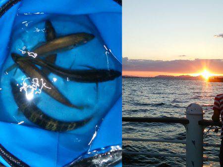 舞洲　飲ませ＆サビキ釣行　80cm前後のス…