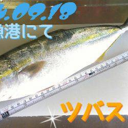 新浜漁港エギング＆ショアジギング　トンカツ…
