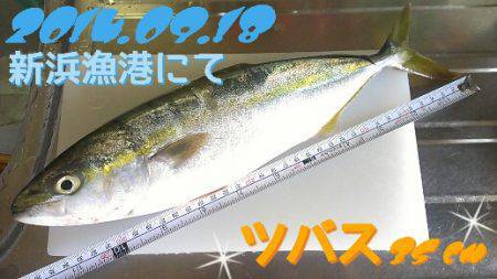 新浜漁港エギング＆ショアジギング　トンカツ…