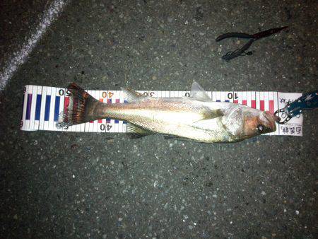 白灯台　上げ潮のタイミングでのシーバス狙い…