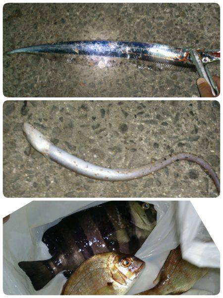 貝塚　ワインド&胴突きでタチウオ・…