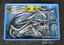 香住港にてアジ26cmの良型です