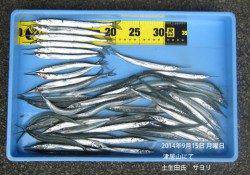 【15日】津居山でのサヨリ釣果