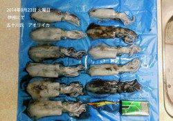 伊根にてエギングでのアオリイカ釣果