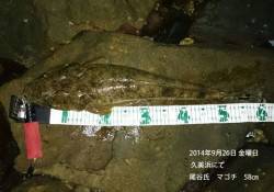 【26日】久美浜にてマゴチ58cm