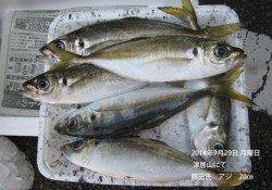 津居山にてアジ20㎝の釣果