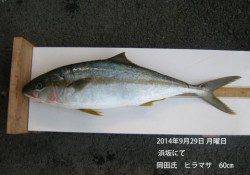浜坂にてヒラマサ60㎝
