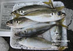 津居山にてアジ20㎝の釣果