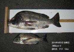 津居山にて年なしチヌ54㎝！