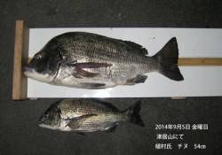 津居山にて年なしチヌ54㎝！