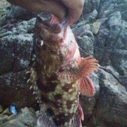 新宮周辺の地磯でガシラ26cmを筆頭に5匹…