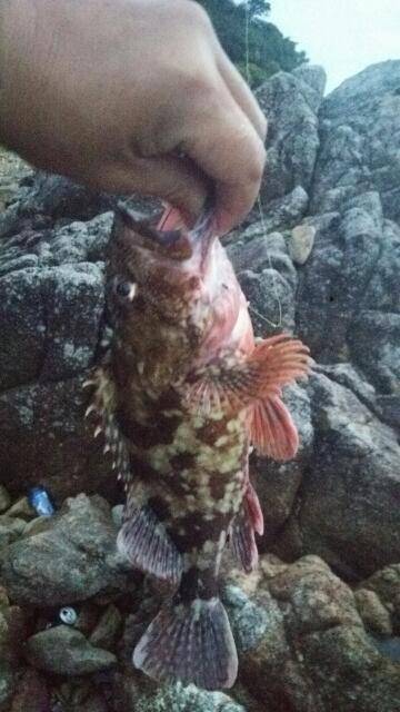 新宮周辺の地磯でガシラ26cmを筆頭に5匹…