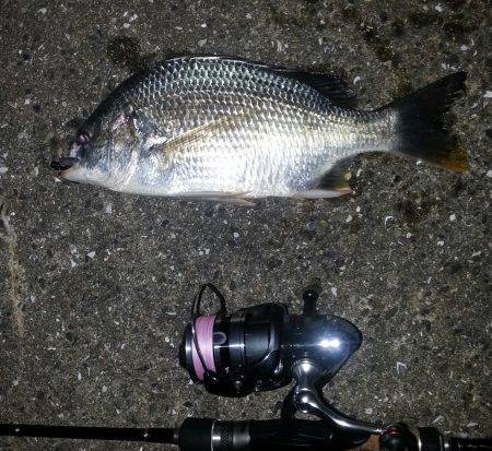 舞洲周辺でチニング　タケノコメバルばかりで…