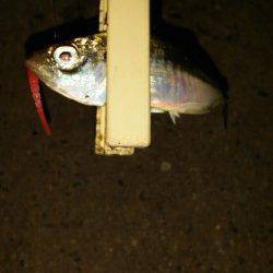 舞洲でのアジング　フォールでのアタリが多かったです