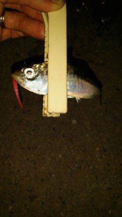 舞洲でのアジング　フォールでのアタリが多かったです