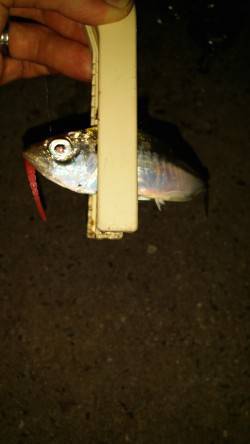 舞洲でのアジング　フォールでのアタリが多か…