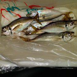 舞洲でのアジング　フォールでのアタリが多かったです