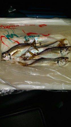 舞洲でのアジング　フォールでのアタリが多かったです